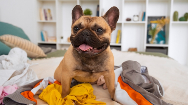 The Bulldog Life – What Every Owner Must Know
